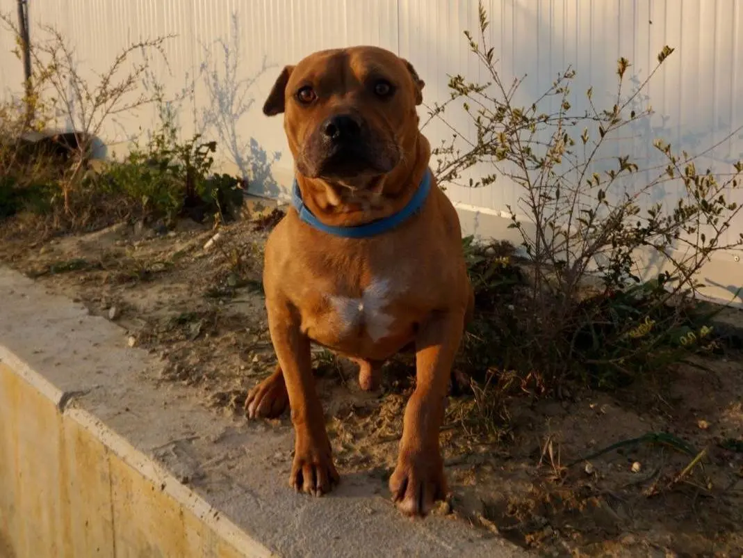 Vuoi adottare un cane a Chieti?
