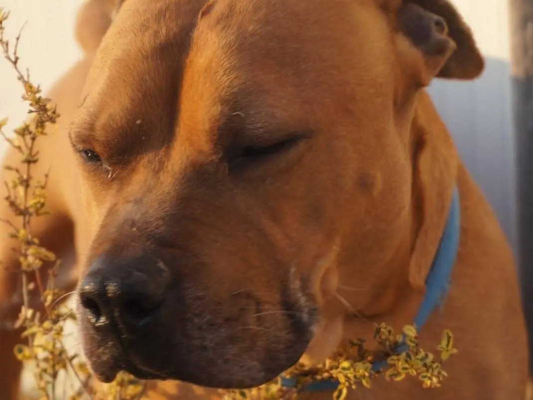 Adotta un cane, maschio, 10 anni e 8 mesi, Chieti