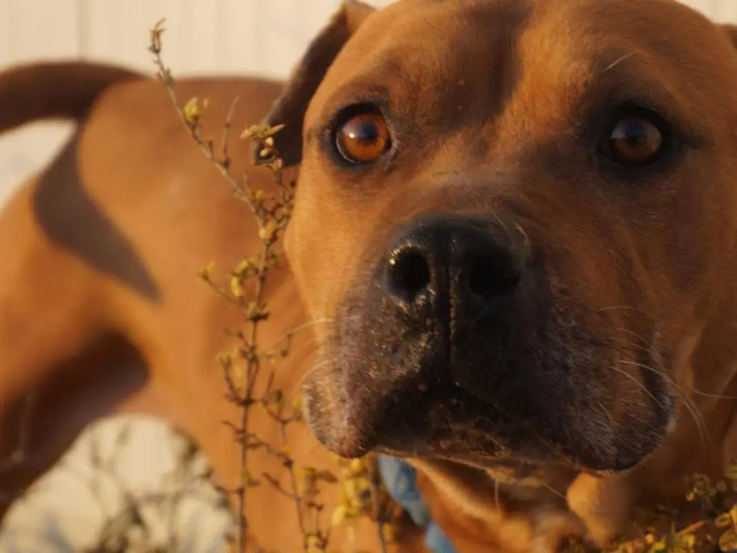 Adozione cane, maschio, Amstaff Razza sconosciuta, 10 anni e 8 mesi, taglia grande, Chieti