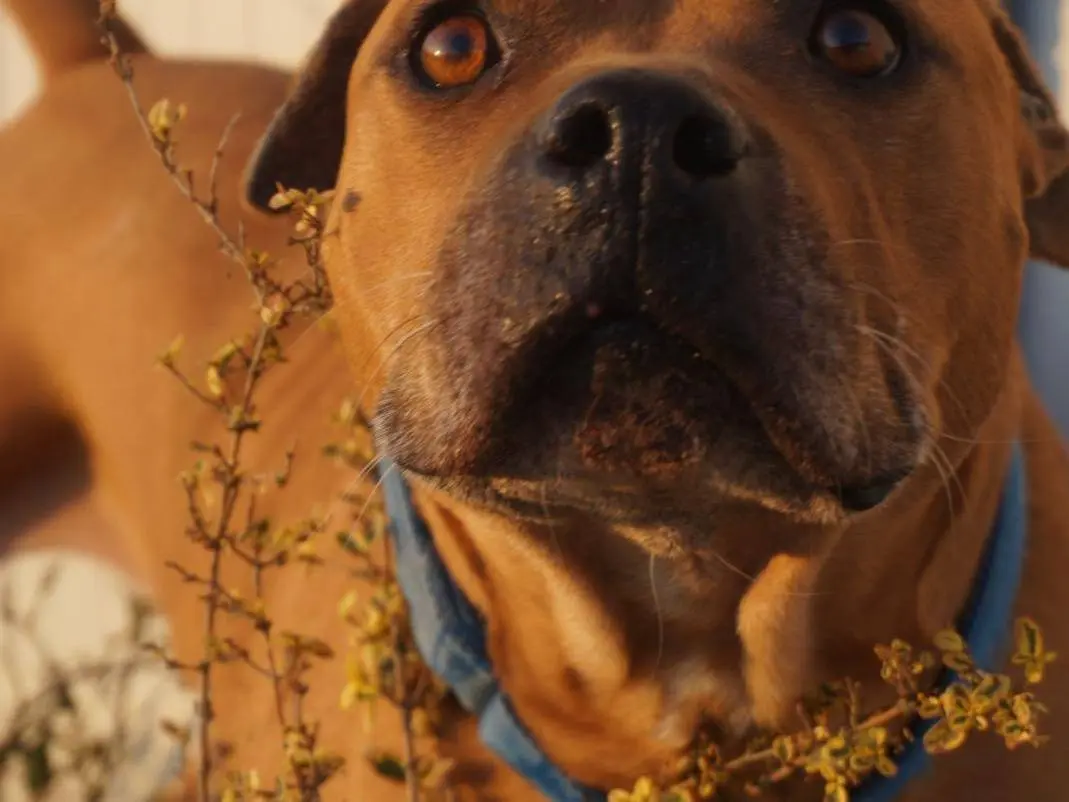 Adotta un cane, taglia grande, maschio, Chieti