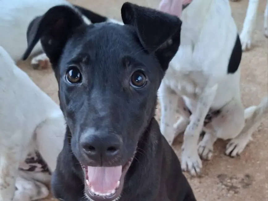 Vuoi adottare un cane a Bari?