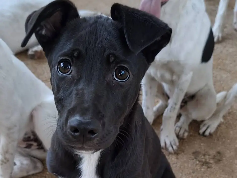 Adotta il cane Brian a Bari