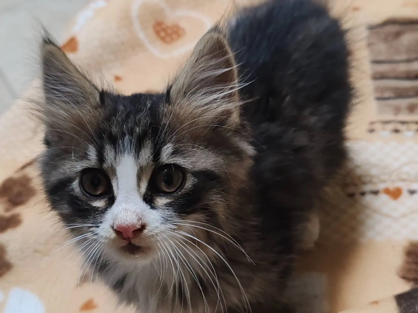 Adotta un gatto, maschio, 1 mese, Napoli
