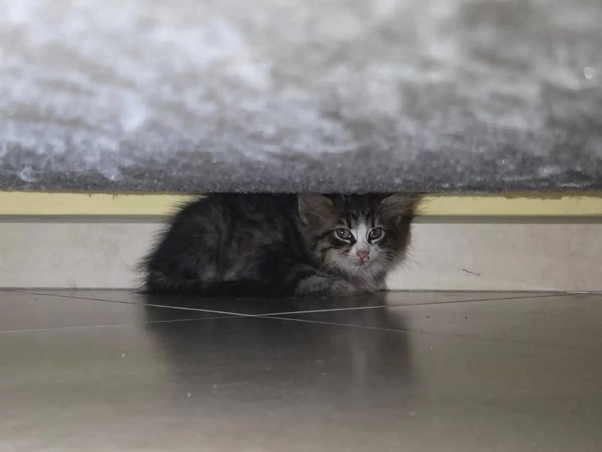 Adozione gatto, maschio, Razza sconosciuta Razza sconosciuta, 1 mese, taglia non valida, Napoli