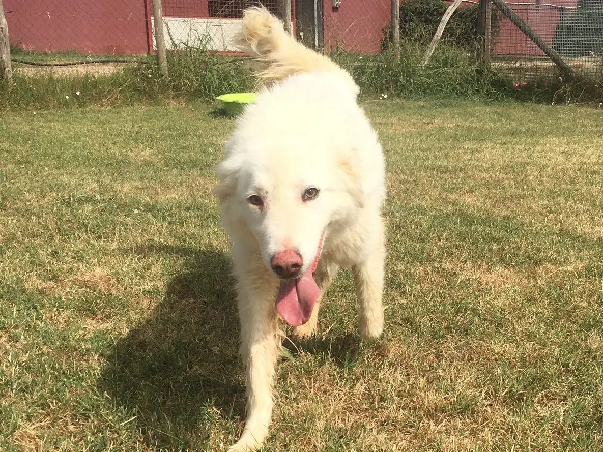 Adotta il cane Melanie a Latina