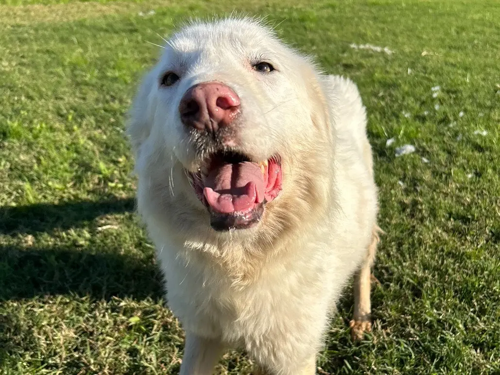 Adotta un cane, femmina, 5 anni e 5 mesi, Latina