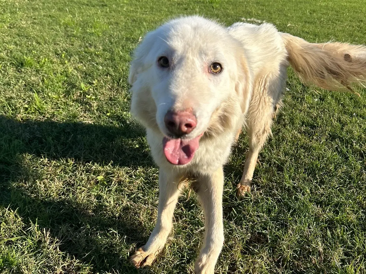 Adotta un cane, taglia media, femmina, Latina