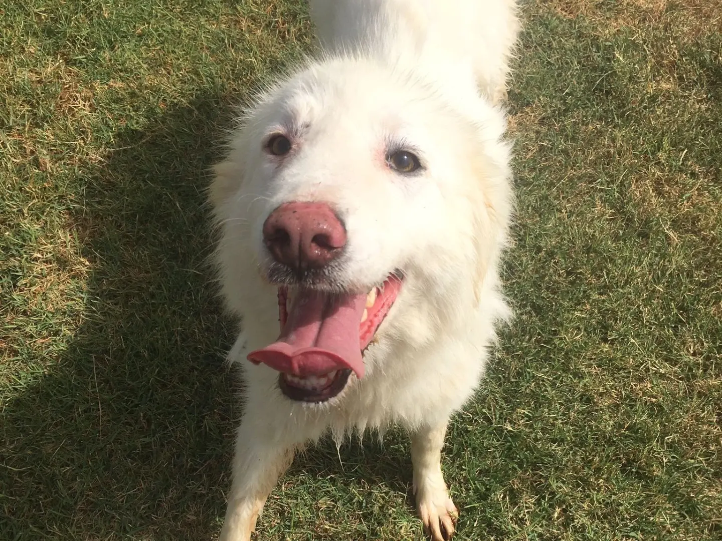 Adozione cane, femmina, Pastore maremmano Razza sconosciuta, 5 anni e 5 mesi, taglia media, Latina