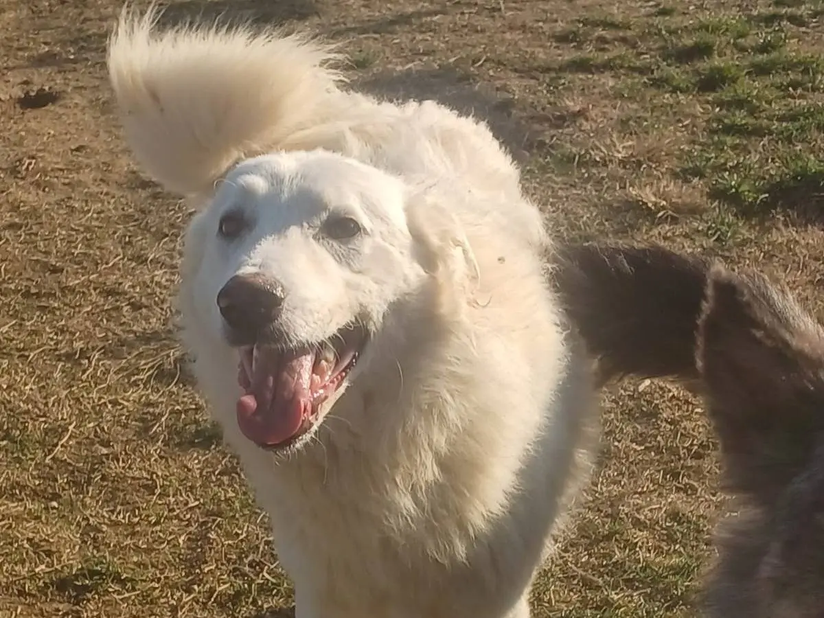 Adotta un cane, maschio, 4 anni e 1 mese, Mantova