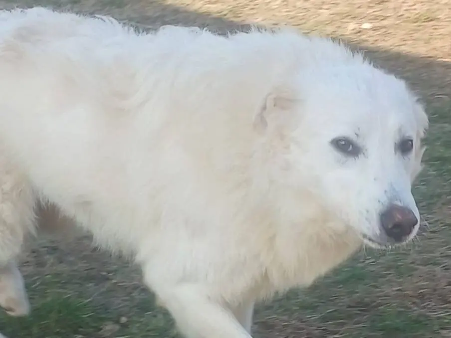 Adozione cane, maschio, Razza sconosciuta Razza sconosciuta, 4 anni e 1 mese, taglia grande, Mantova