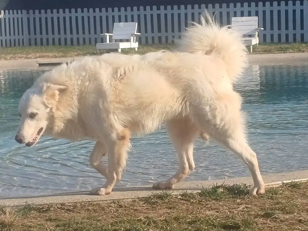 Adotta un cane, taglia grande, maschio, Mantova