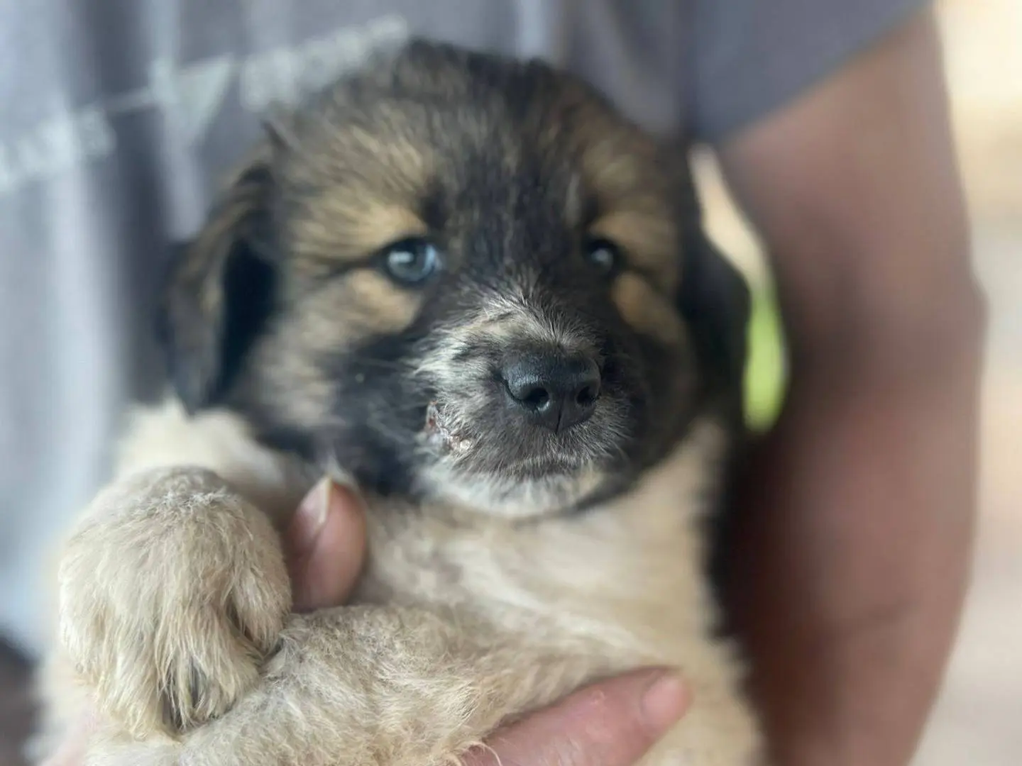Adozione cane, femmina, Razza sconosciuta Razza sconosciuta, 8 mesi, taglia media, Frosinone