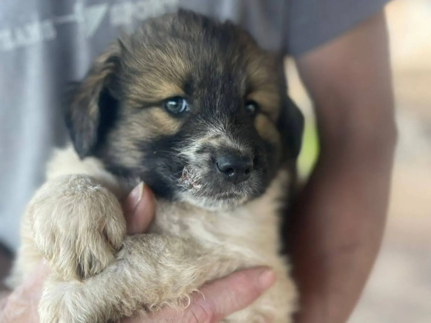 Adotta un cane, femmina, 8 mesi, Frosinone