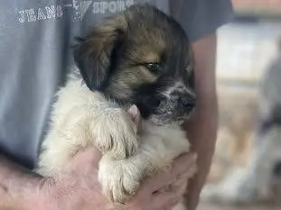 Vuoi adottare un cane a Frosinone?