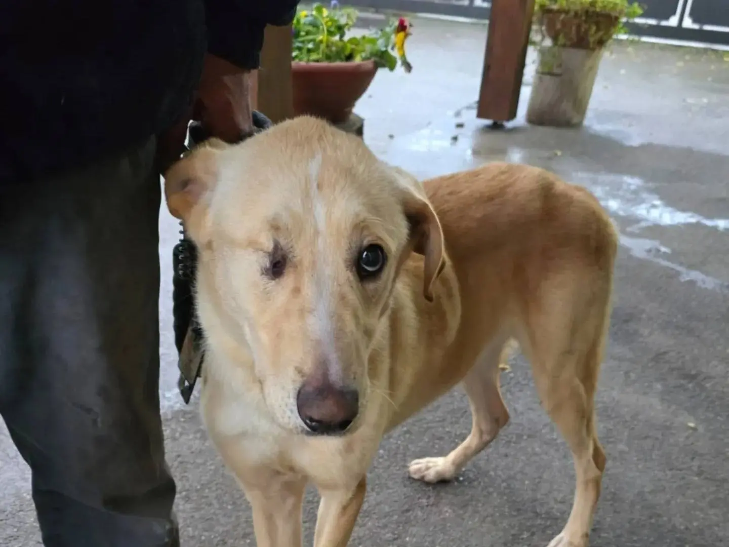 Adotta un cane, taglia media, maschio, Napoli