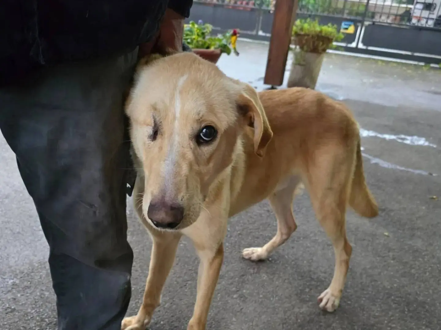 Adotta un cane, maschio, 2 anni e 8 mesi, Napoli