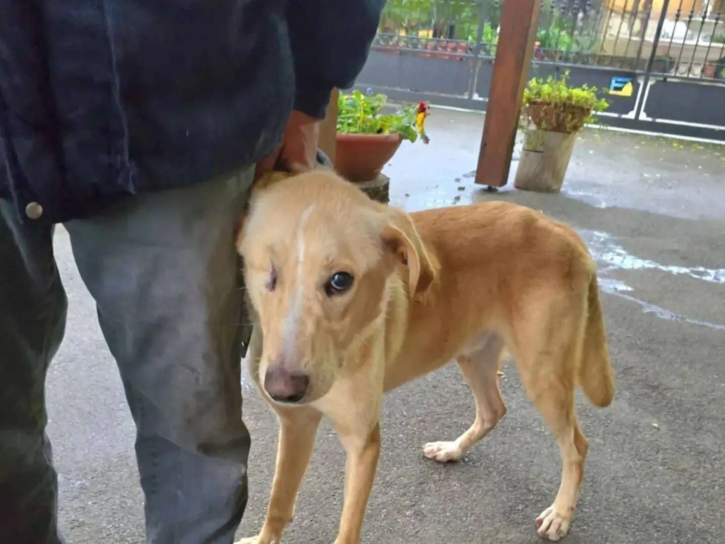 Vuoi adottare un cane a Napoli?