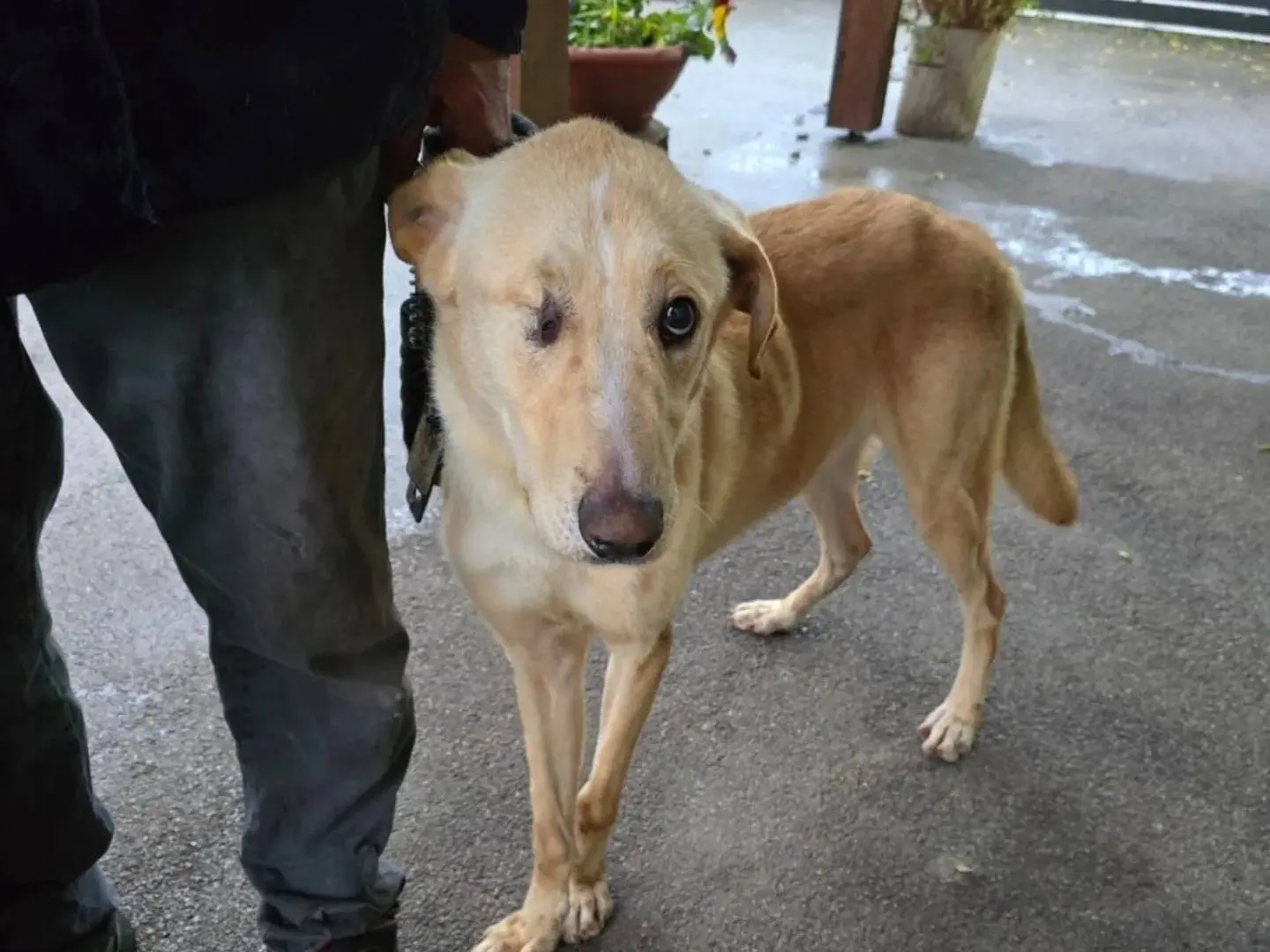 Adotta il cane Mike a Napoli