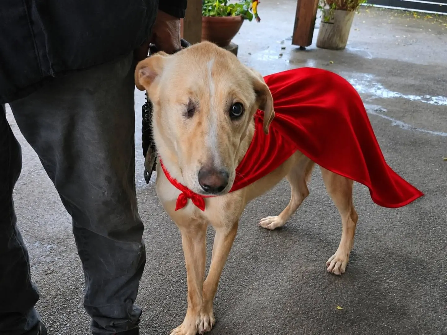 Adozione cane, maschio, Razza sconosciuta Razza sconosciuta, 2 anni e 8 mesi, taglia media, Napoli