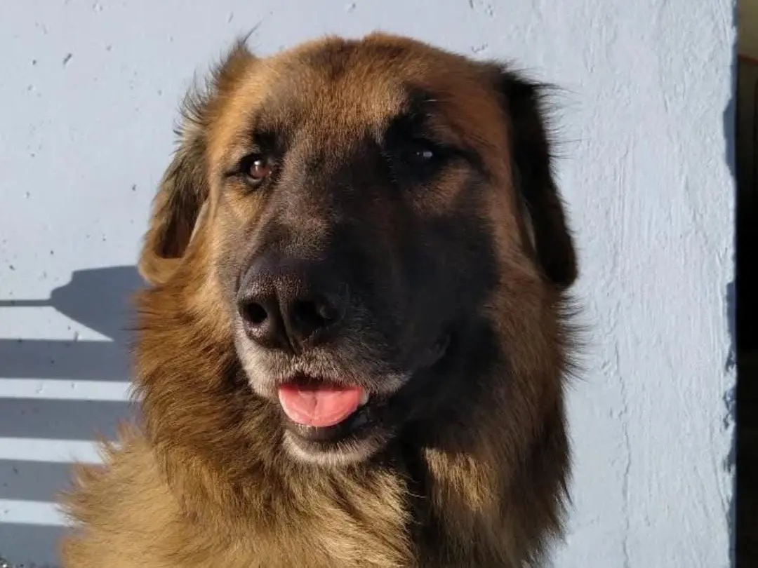 Adozione cane, maschio, Razza sconosciuta Razza sconosciuta, 7 anni e 6 mesi, taglia gigante, Potenza