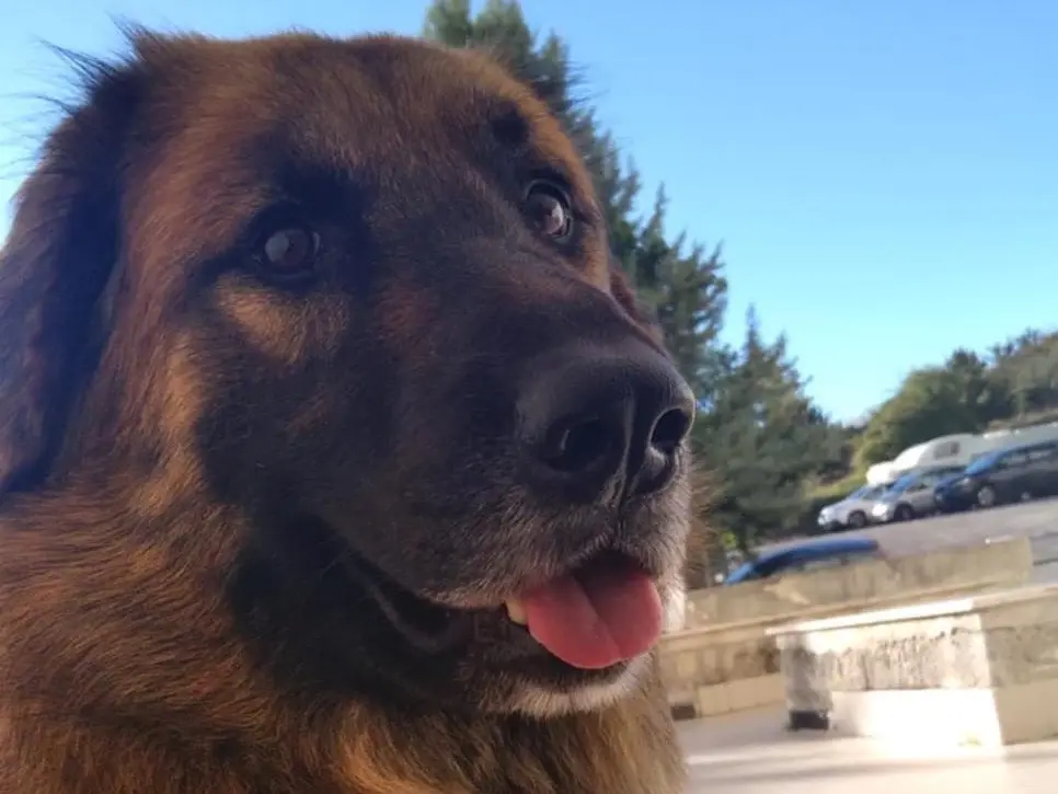 Adotta un cane, maschio, 7 anni e 6 mesi, Potenza