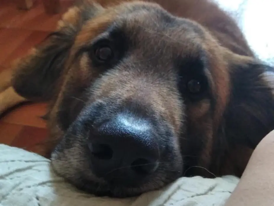 Adotta un cane, taglia gigante, maschio, Potenza
