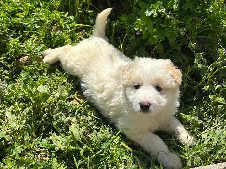 Adotta un cane, maschio, 8 mesi, Siracusa