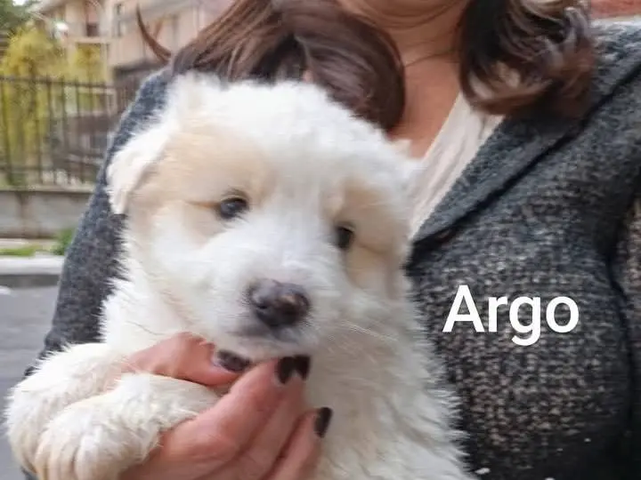 Adozione cane, maschio, Pastore maremmano Razza sconosciuta, 8 mesi, taglia grande, Siracusa