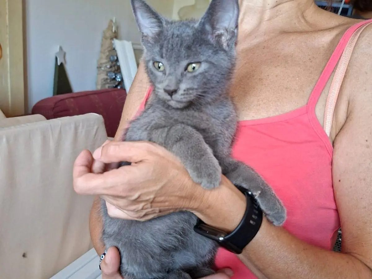 Adotta un gatto, femmina, 4 mesi, Roma