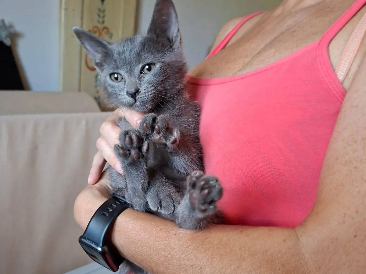 Adozione gatto, femmina, Razza sconosciuta Razza sconosciuta, 4 mesi, taglia non valida, Roma