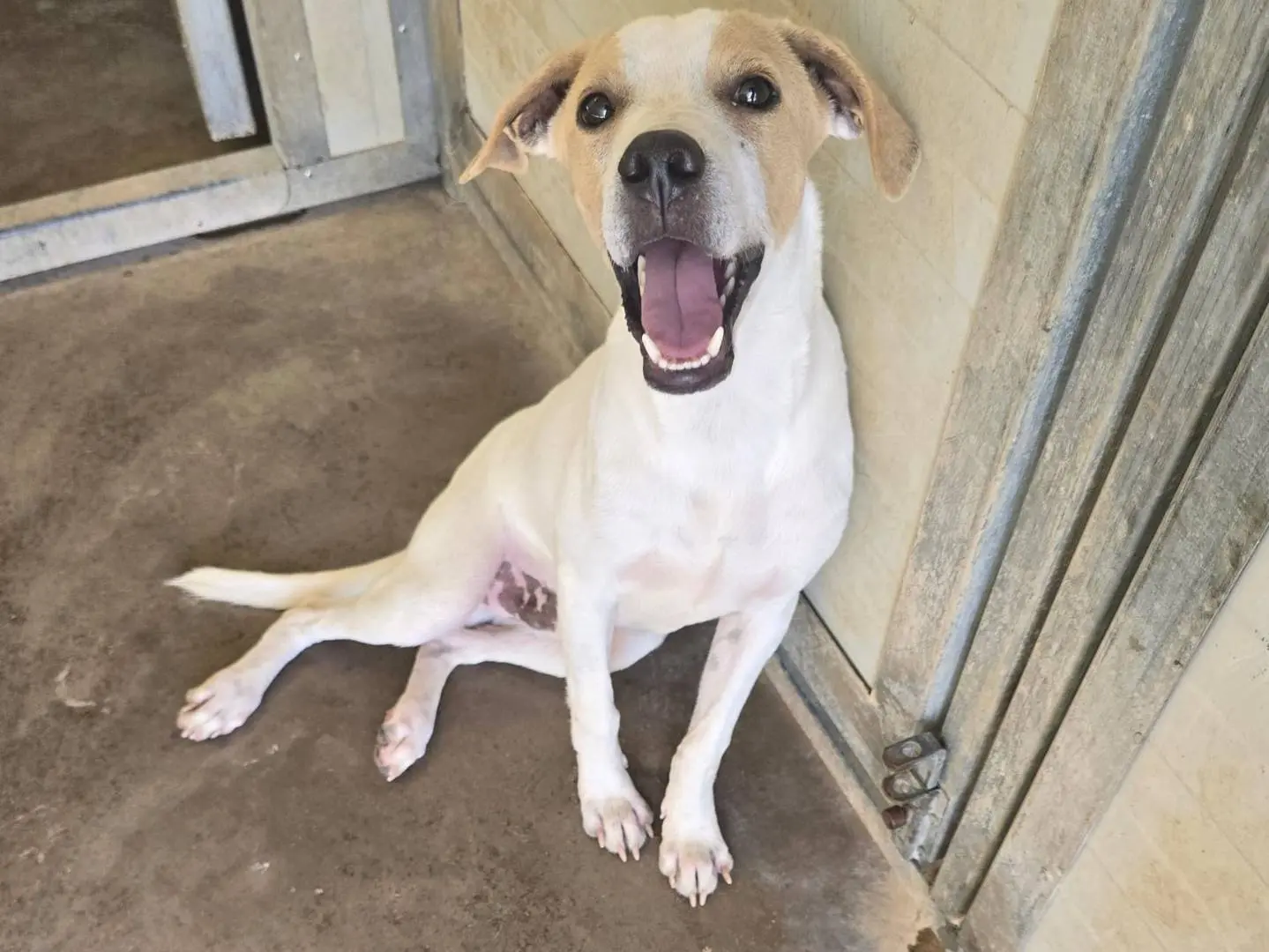 Adozione cane, maschio, Razza sconosciuta Razza sconosciuta, 5 mesi, taglia media contenuta, Palermo