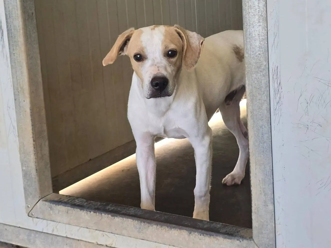 Adotta un cane, taglia media contenuta, maschio, Palermo
