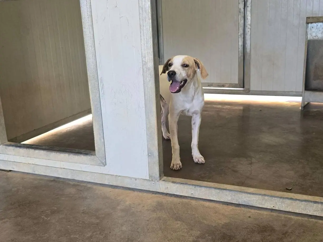 Adotta un cane, maschio, 5 mesi, Palermo