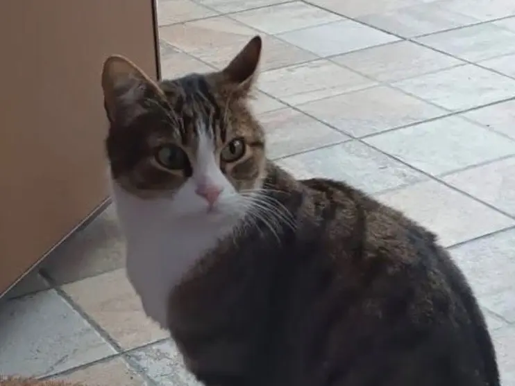 Adozione gatto, maschio, Razza sconosciuta Razza sconosciuta, 3 anni e 6 mesi, taglia non valida, Torino