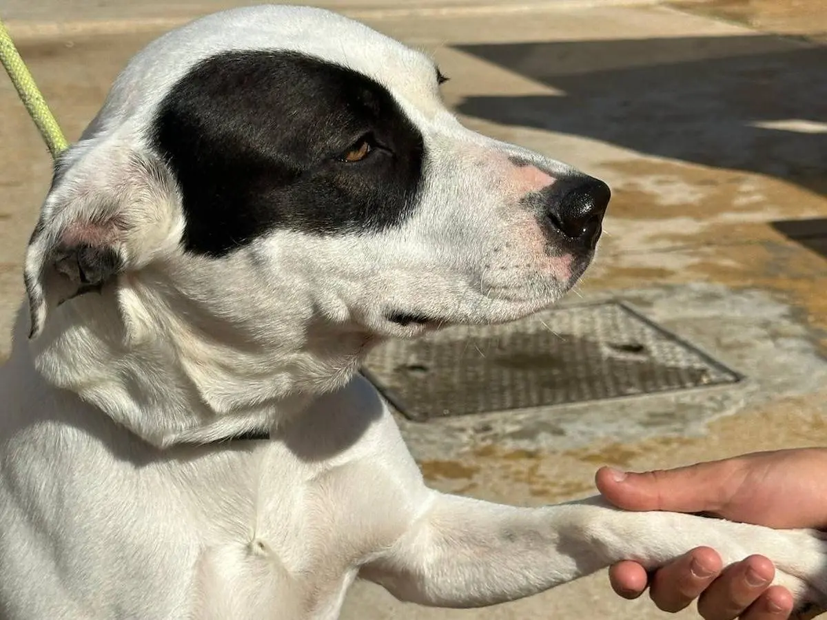 Vuoi adottare un cane a Trapani?