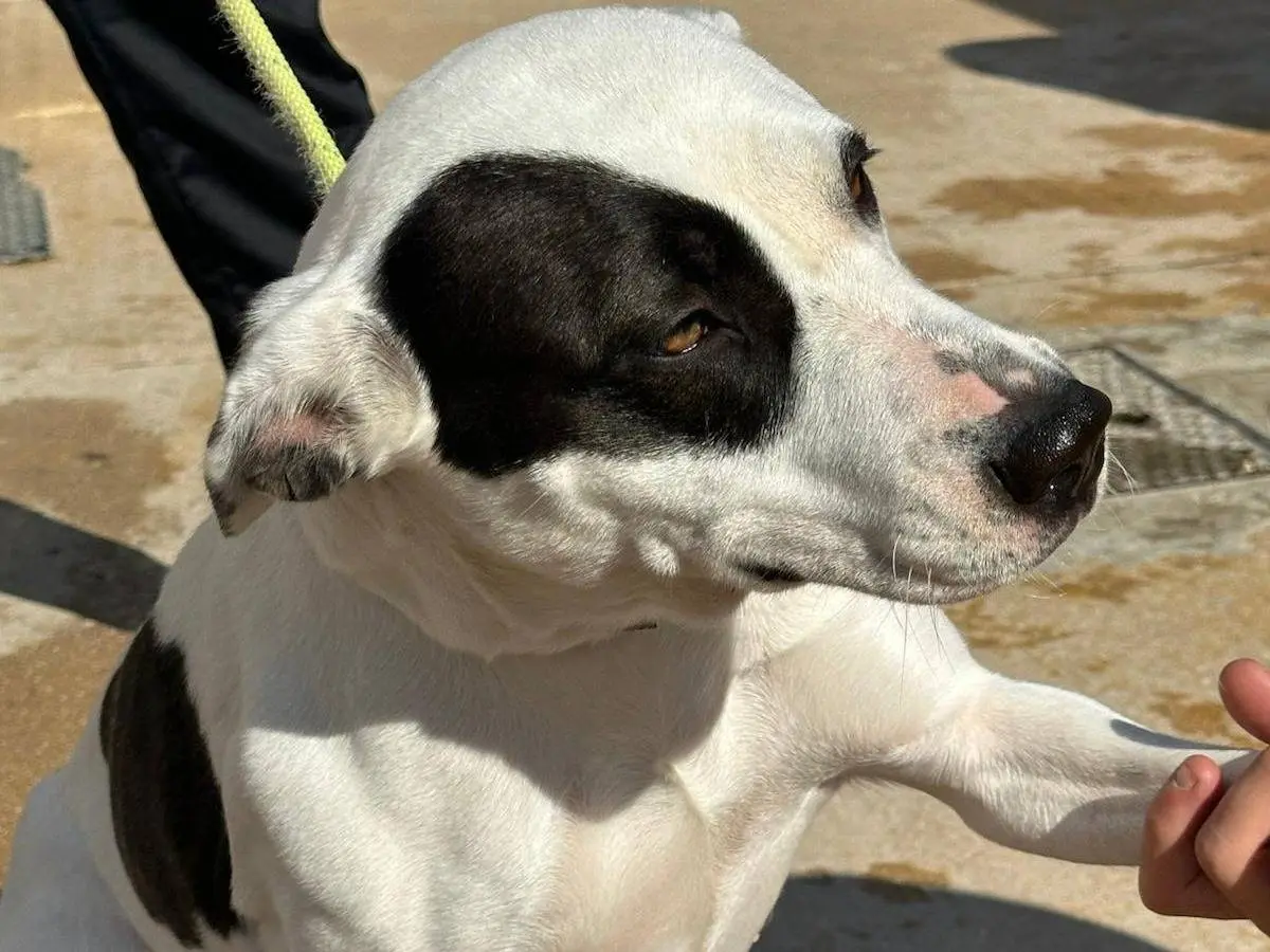 Adotta un cane, femmina, 1 anno e 7 mesi, Trapani
