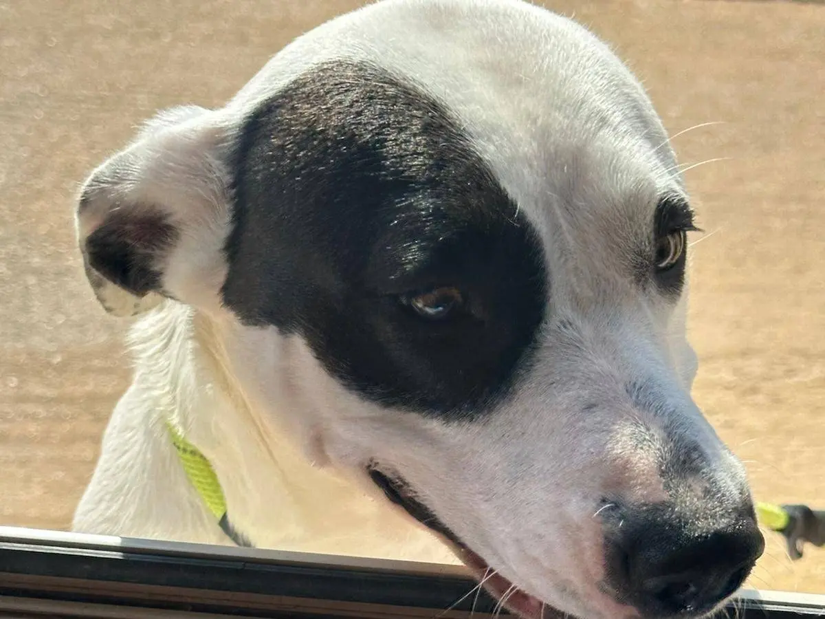 Adozione cane, femmina, Pitbull Razza sconosciuta, 1 anno e 7 mesi, taglia media, Trapani