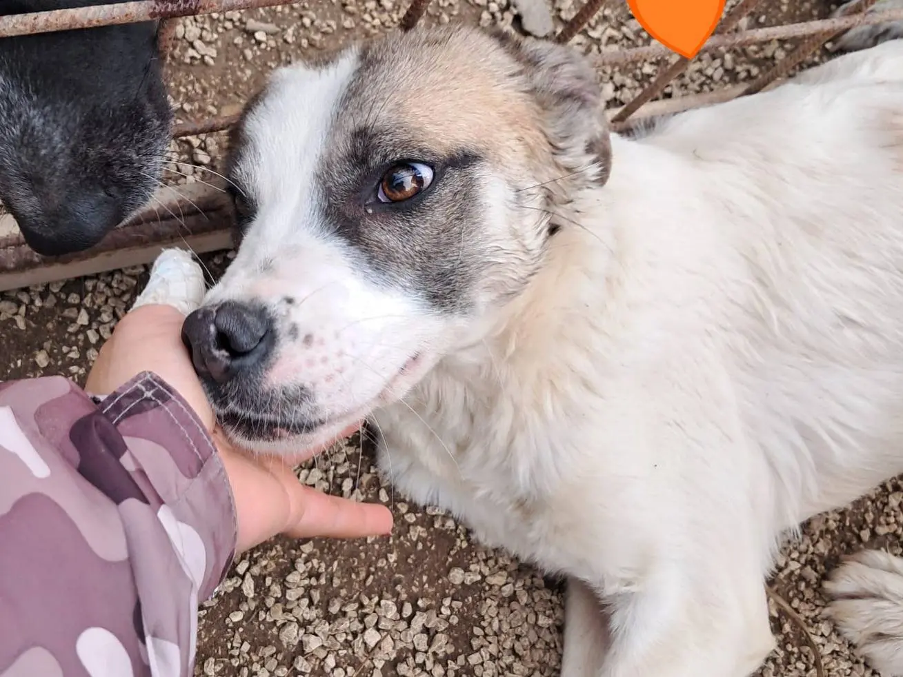 Adotta un cane, femmina, 1 anno e 5 mesi, Bologna