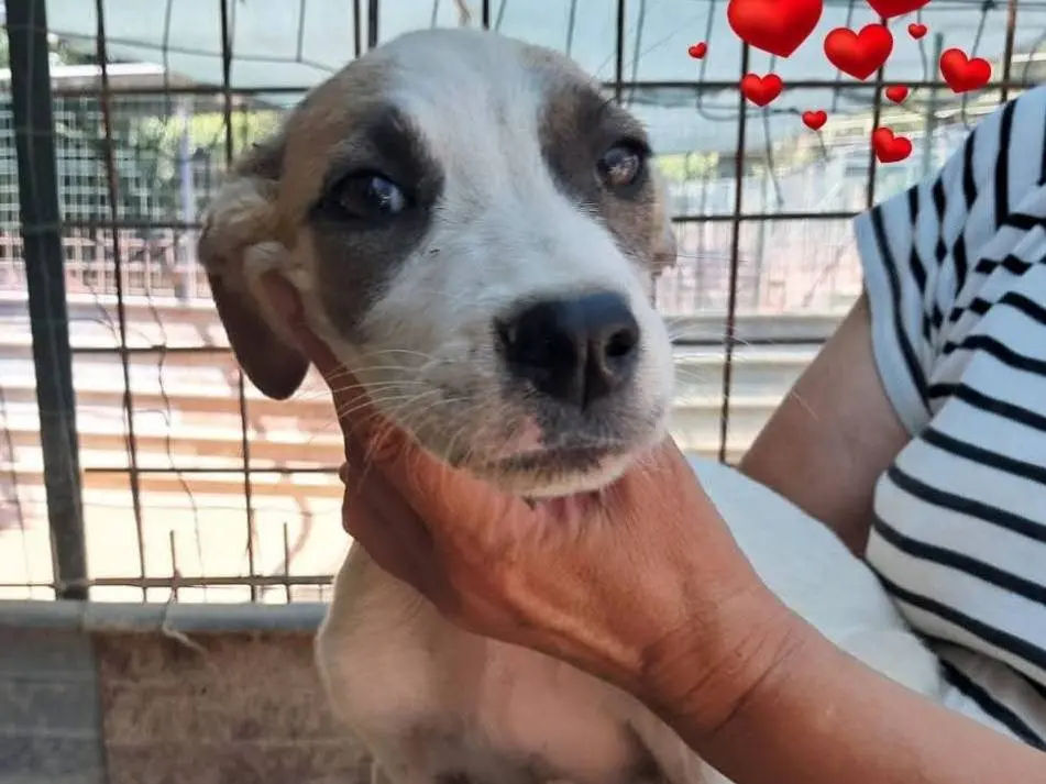 Adotta un cane, taglia media, femmina, Bologna