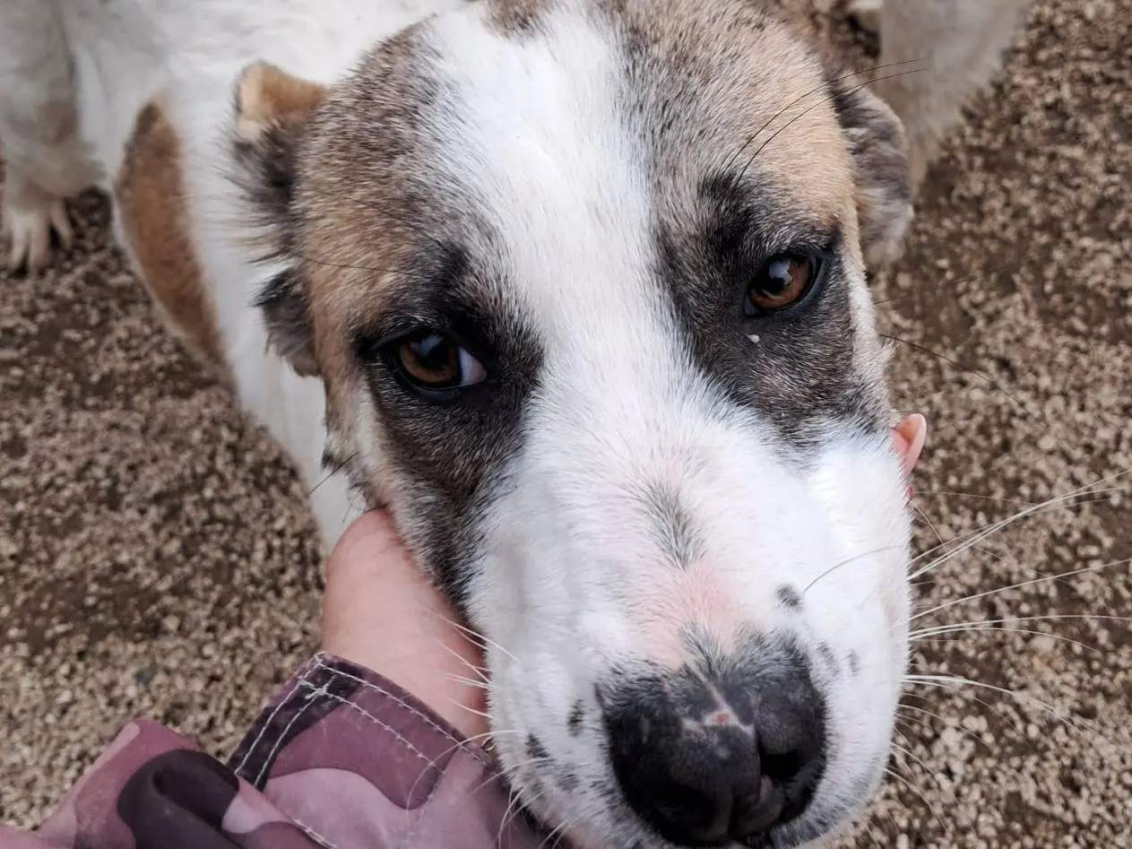 Adozione cane, femmina, Razza sconosciuta Razza sconosciuta, 1 anno e 5 mesi, taglia media, Bologna