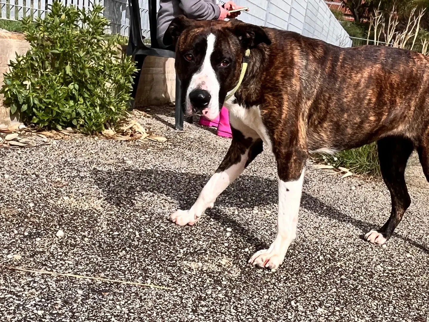Vuoi adottare un cane a Siracusa?