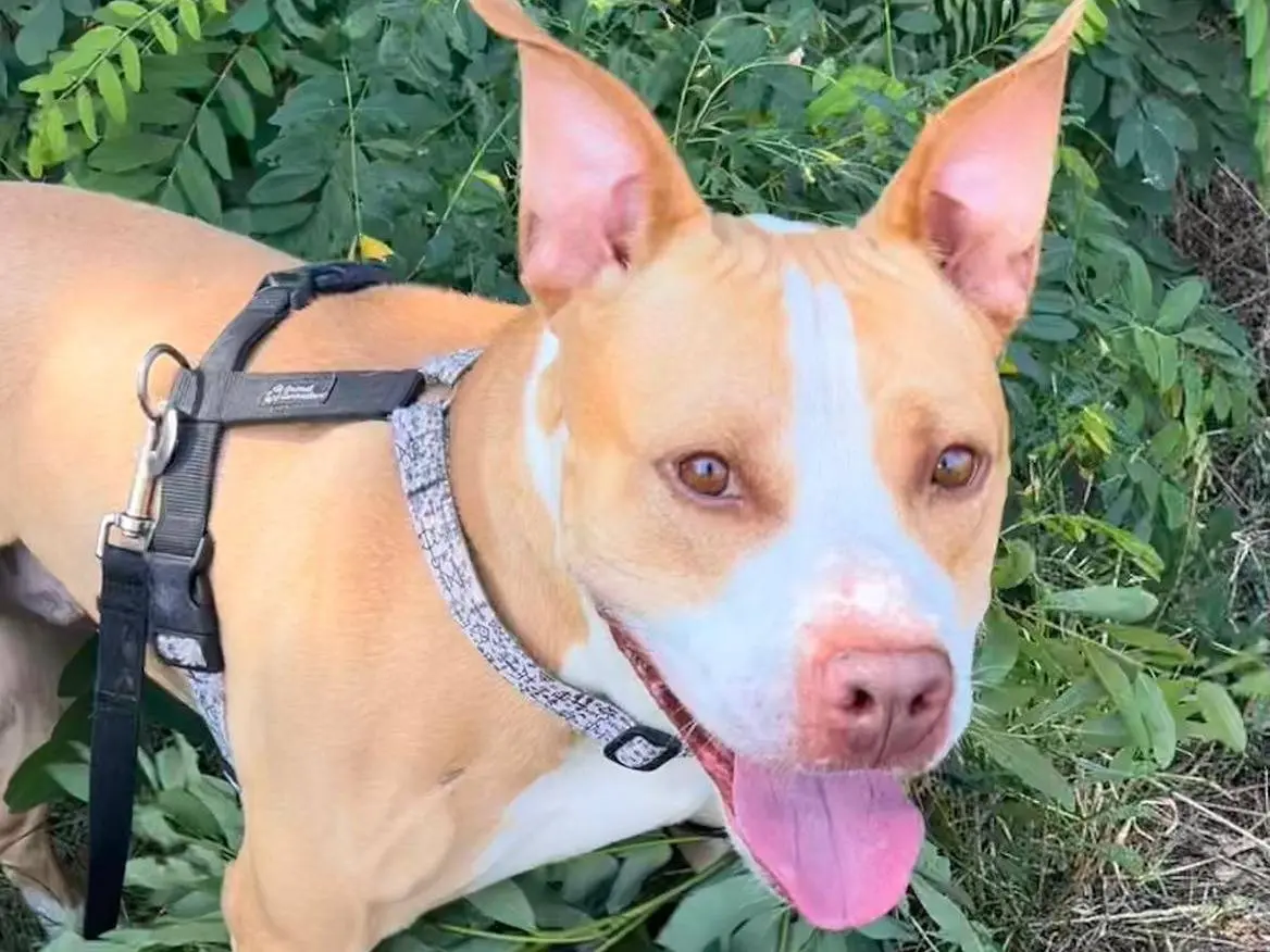 Vuoi adottare un cane a Milano?