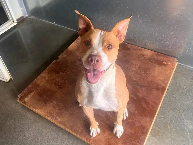 Adozione cane, maschio, Pitbull Razza sconosciuta, 7 anni e 3 mesi, taglia grande, Milano