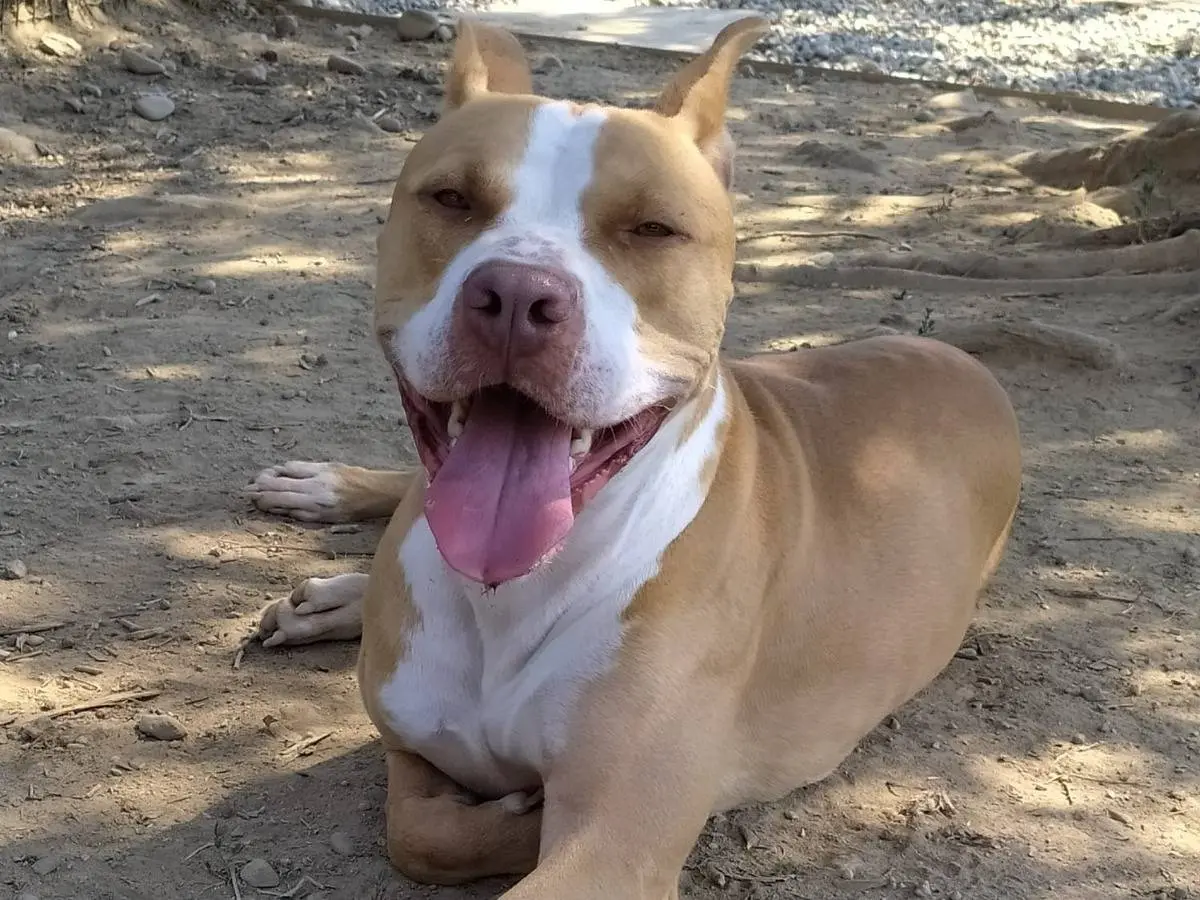 Adotta un cane, maschio, 7 anni e 3 mesi, Milano