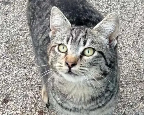 Adozione gatto, femmina, meticcio, 4 anni e 1 mese, taglia non valida, Brindisi