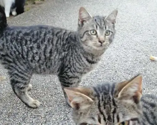 Adotta un gatto, femmina, 4 anni e 1 mese, Brindisi