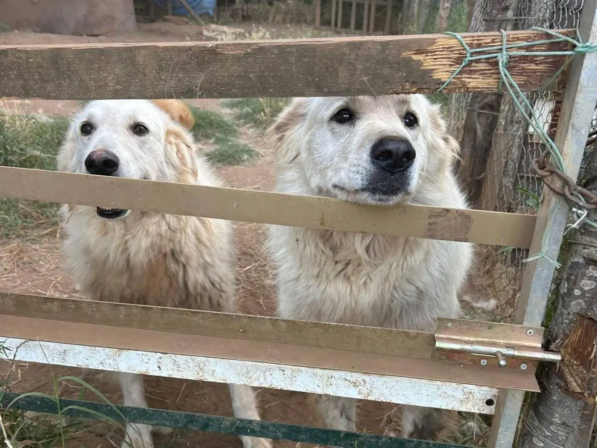 Adozione cane, femmina, Razza sconosciuta Razza sconosciuta, 7 anni e 4 mesi, taglia gigante, Catanzaro