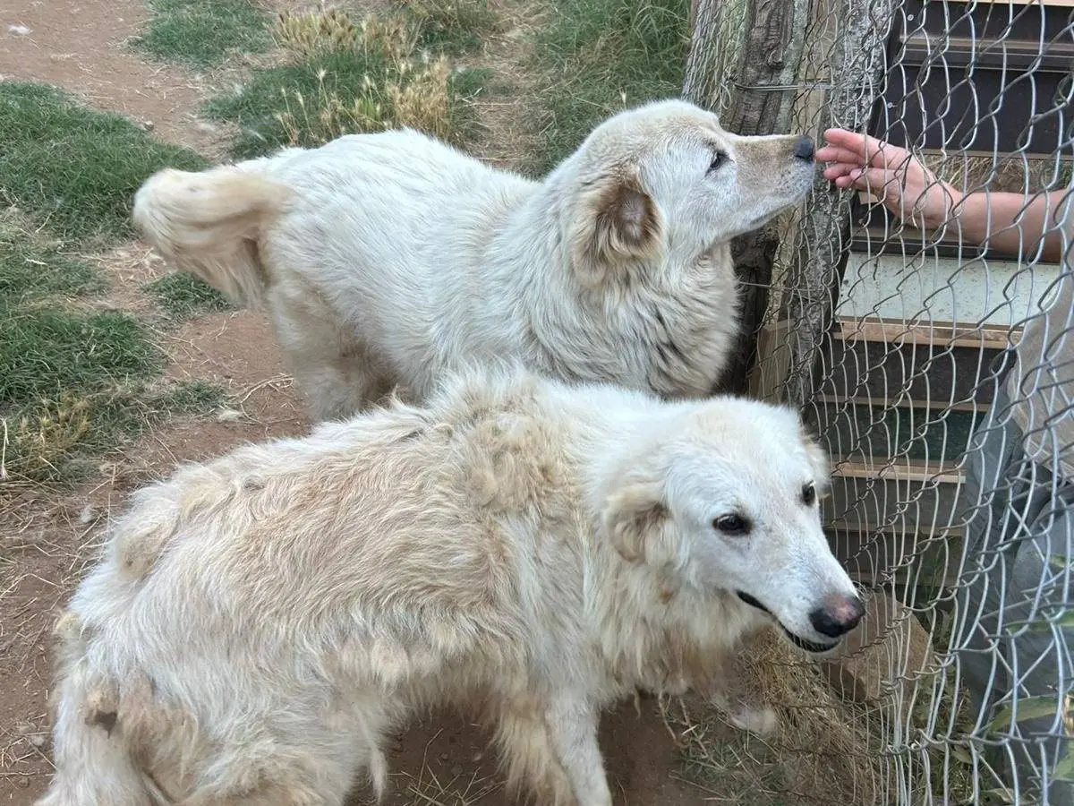 Adotta un cane, taglia gigante, femmina, Catanzaro