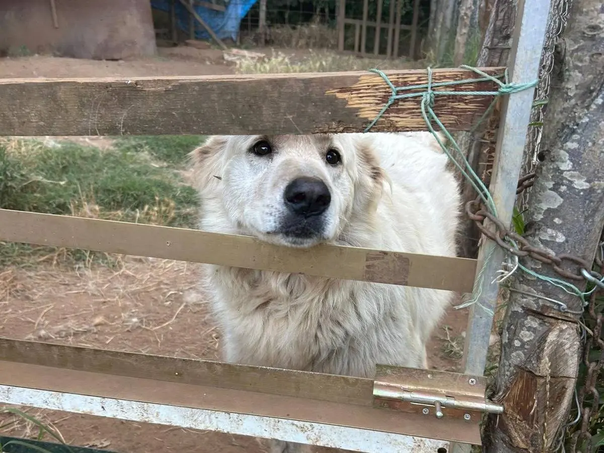 Vuoi adottare un cane a Catanzaro?