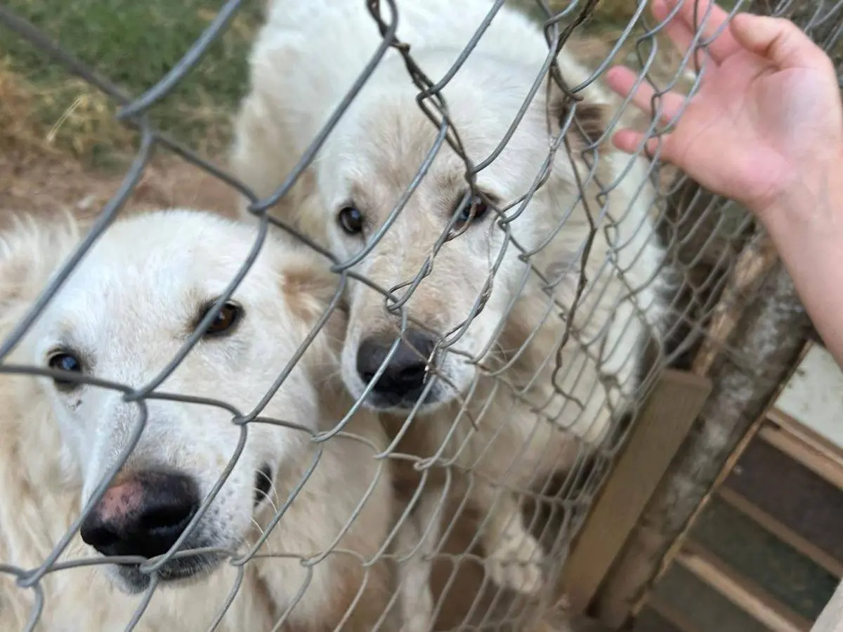 Adotta un cane, femmina, 7 anni e 4 mesi, Catanzaro